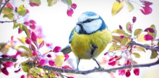 Jaki podkład pod żółty lakier?