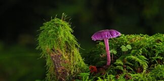 Jaki grunt pod farbę akrylową?