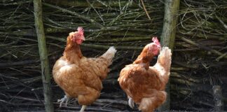 Jakie są typy akumulatorów?